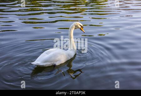 White Swan on the Lake. Mute Swan (Cygnus olor) gliding across the Lake at sunset. Amazing sunset scene, beautiful majestic Swan on the Lake in sunset Stock Photo