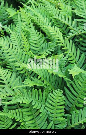 Common polypody (Polypodium vulgare) Stock Photo