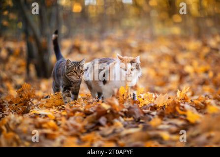 two domestic cats walking in an autumn park with fallen golden foliage Stock Photo