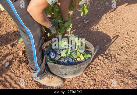 Grape picker working at harvesting season. Bucket full of red bunches Stock Photo