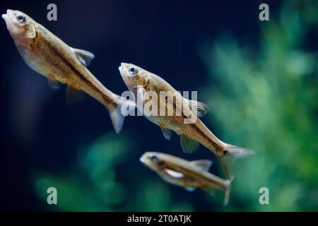 Sonora chub (Gila ditaenia), endangered freshwater fish, Arizona, USA Stock Photo