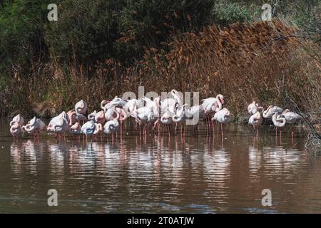 Flock of greater flamingos standing together against the wind in a lagoon in a bird reserve in the Camargue wetlands, Provence, France. Stock Photo