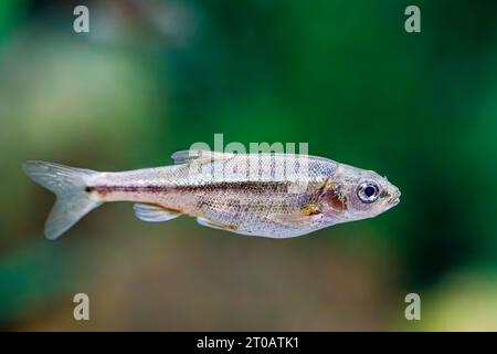 Sonora chub (Gila ditaenia) Stock Photo