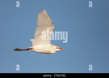 Cattle egret (Bubulcus ibis) flying, Stick Marsh, Florida, USA Stock Photo
