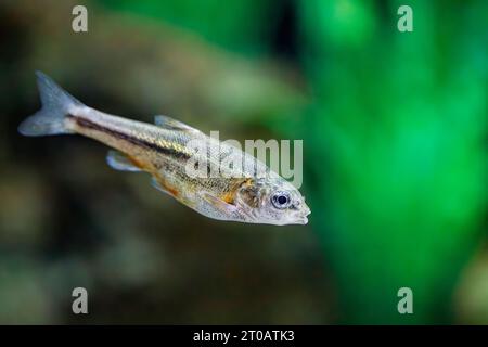 Sonora chub (Gila ditaenia), endangered freshwater fish, Arizona, USA Stock Photo