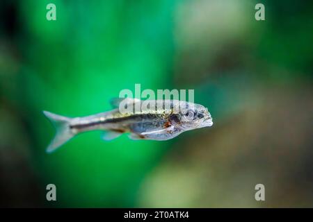 Sonora chub (Gila ditaenia), endangered freshwater fish, Arizona, USA Stock Photo