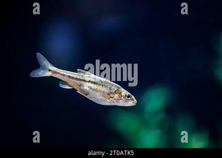 Sonora chub (Gila ditaenia), endangered freshwater fish, Arizona, USA Stock Photo