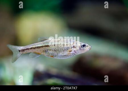 Sonora chub (Gila ditaenia), endangered freshwater fish, Arizona, USA Stock Photo