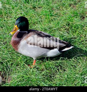 Adult male mallard (anas platyrhynchos) standing in grassy field, Cardiff. Taken October 2023 Stock Photo