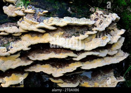 Bracket fungus, growing on an old tree stump, Cardiff. Taken October 2023 Stock Photo