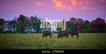 Horses grazing at dusk in a open field. Stock Photo