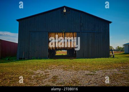 Tobacco hanging in a black barn with blue sky. Stock Photo