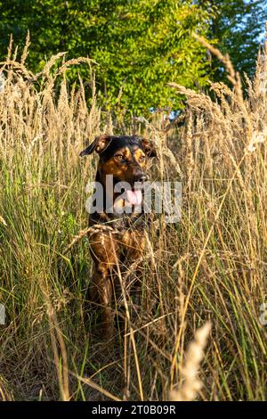 sitting dog in tall grass, mix breed in meadow, sitting dog in bright autumn day Stock Photo
