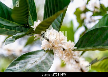 Delicate,pretty,small flower petals,sprouting in bunches from the stems of a coffee plant,surrounded by heathy green leaves,at a family run small farm Stock Photo