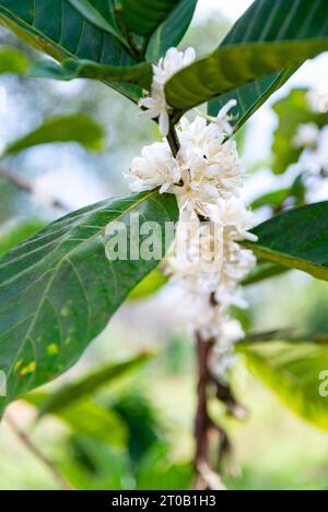 Delicate,pretty,small flower petals,sprouting in bunches from the stems of a coffee plant,surrounded by heathy green leaves,at a family run small farm Stock Photo