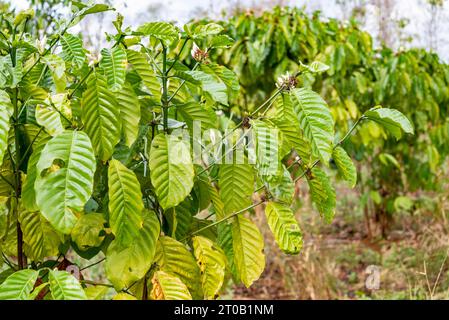 Partially eaten by ants and aphids,hanging from twigs on a coffee plant,lightly moving in the cool breeze,at a smallholding in the Laotian hills. Stock Photo
