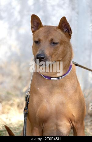 Thai Ridgeback Puppy. Red Thai Ridge Dog - ancient local dog of Thailand, short -haired, triangular ears of medium size. Black tip of nose, in shape o Stock Photo