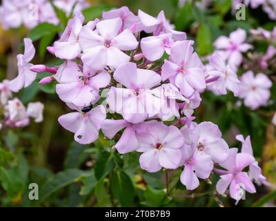 Pretty pink Phlox paniculata flowers, variety Discovery Stock Photo