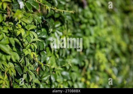 Wild grape growing on a fence in Norrköping, Sweden Stock Photo