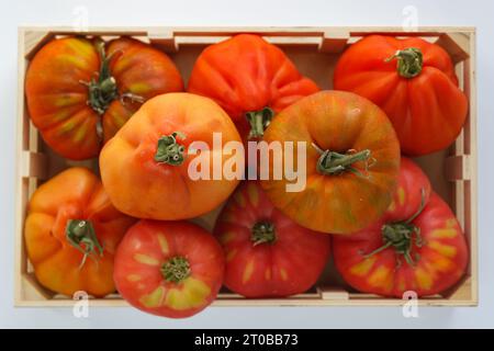 A lot of red bright juicy tomatoes, tomatoes in a wooden box on a white background Stock Photo