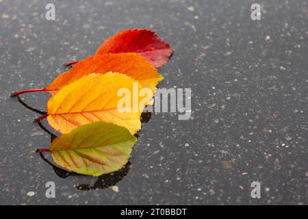 Four bright autumn leaves from a tree in a row on wet asphalt in a puddle on a cloudy autumn day. Stock Photo