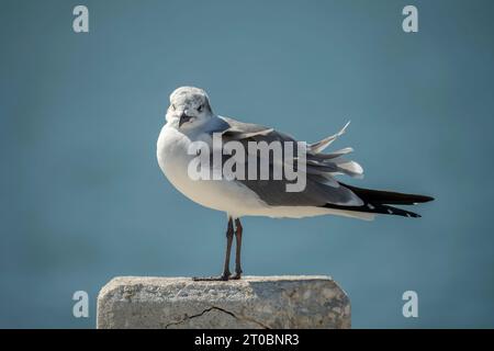 Wild seagull water bird perching on harbor railing in Florida. Wildlife in Southern USA Stock Photo