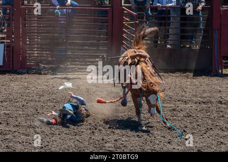 A cowboy has been bucked off a bucking bronco at a rodeo. The horse has its back legs off the ground. There coral and red railing behind the cowboy. T Stock Photo