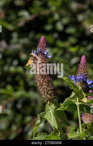 Praying Mantis on a Blue Witches Hat Pycnostachys urticifolia in a California garden Stock Photo