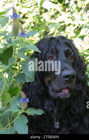 Gordon Setter in a  Blue Witches Hat Pycnostachys urticifolia flower bed in a California garden Stock Photo