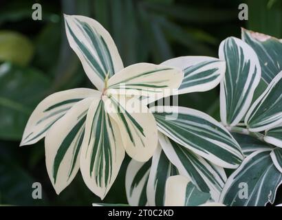 kologisches saatgut BIO-Saatgut-Set "Gartengemse"