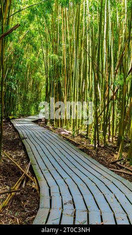 Boardwalk Through Giant Bamboo Forest on The Pipiwai Trail, Kipahulu