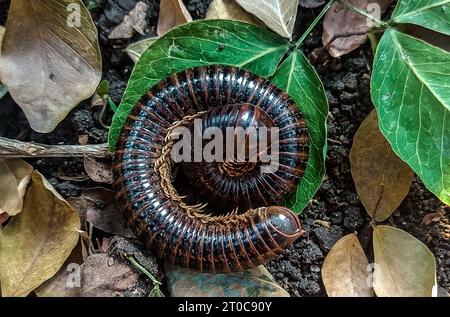Close-up view of a black-brown striped millipede swirling on a leaf on the ground Stock Photo
