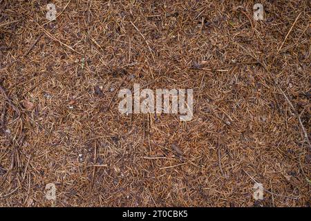 Close up of the anthill in forest Stock Photo