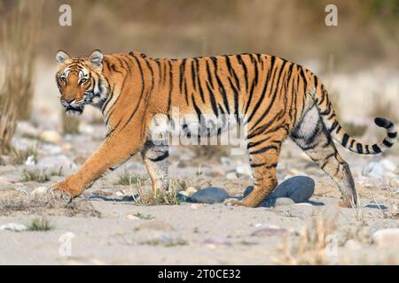 Side profile of a tigress walking on Ramganga riverbed Stock Photo