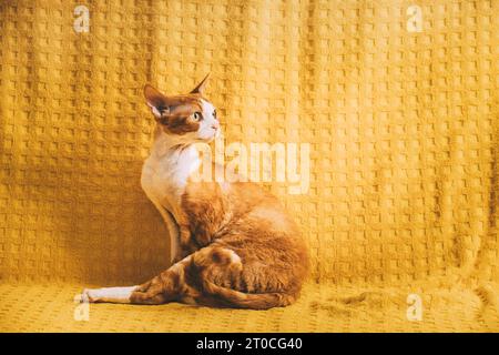 elegant Funny Red Ginger Devon Rex Cat Posing On Plaid. Short-haired Cat Of English Breed On Yellow Plaid Background. Shorthair Pet Stock Photo
