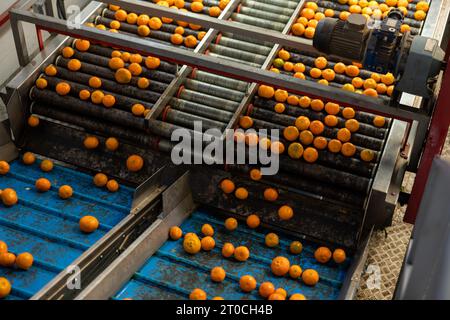 Ripe tangerines running on sorting line with roller elevator Stock Photo