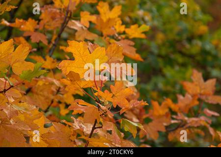 Autumn red brown leaves in soft focus on a blurry background. A full frame of colorful red-orange leaves. Warm sunlight. The background is a natural p Stock Photo