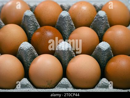 rows of eggs in egg carton holder close-up Stock Photo