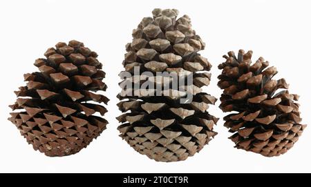 Three open pinus pinaster pine cones. Natural pine cones. Christmas ornaments. Png file. Stock Photo