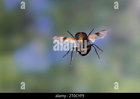 Waldschwebfliege, Gemeine Waldschwebfliege, Wald-Schwebfliege, Gemeine Hummel-Schwebfliege, Weißbindige Hummelschwebfliege, Weißgebänderte Schwebflieg Stock Photo