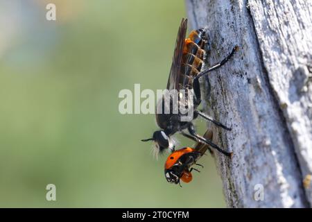 Zinnober-Mordfliege, Weibchen, mit erbeutetem Marienkäfer, Beute, Choerades ignea, robberfly, female, robber-fly, Raubfliegen, Mordfliegen, Asilidae, Stock Photo