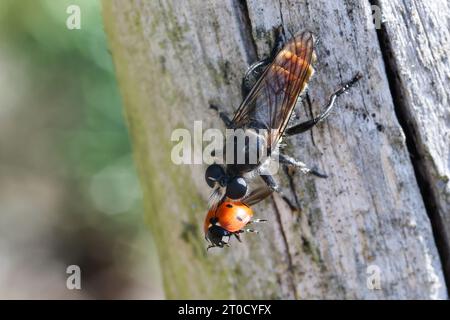 Zinnober-Mordfliege, Weibchen, mit erbeutetem Marienkäfer, Beute, Choerades ignea, robberfly, female, robber-fly, Raubfliegen, Mordfliegen, Asilidae, Stock Photo