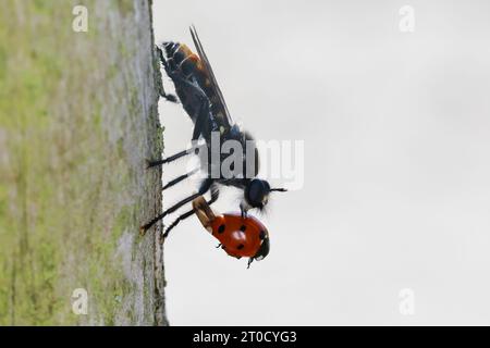 Zinnober-Mordfliege, Weibchen, mit erbeutetem Marienkäfer, Beute, Choerades ignea, robberfly, female, robber-fly, Raubfliegen, Mordfliegen, Asilidae, Stock Photo