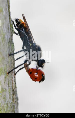 Zinnober-Mordfliege, Weibchen, mit erbeutetem Marienkäfer, Beute, Choerades ignea, robberfly, female, robber-fly, Raubfliegen, Mordfliegen, Asilidae, Stock Photo