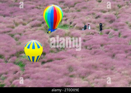 NANJING, CHINA - OCTOBER 6, 2023 - Tourists tour among pink flowers in Nanjing, Jiangsu Province, China, Oct 6, 2023. Stock Photo