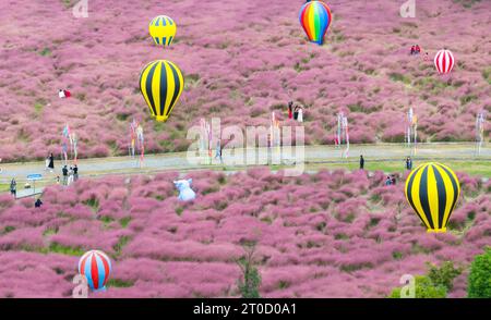 NANJING, CHINA - OCTOBER 6, 2023 - Tourists tour among pink flowers in Nanjing, Jiangsu Province, China, Oct 6, 2023. Stock Photo