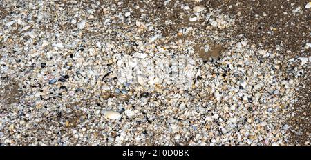 panorama close up view of Shells on the beach at the Baltic Sea Stock Photo