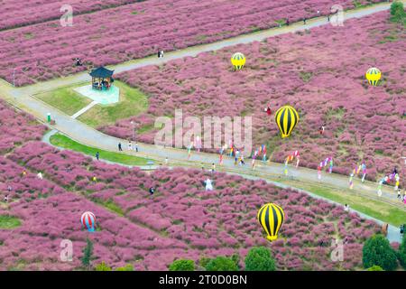 NANJING, CHINA - OCTOBER 6, 2023 - Tourists tour among pink flowers in Nanjing, Jiangsu Province, China, Oct 6, 2023. Stock Photo