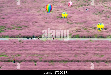 NANJING, CHINA - OCTOBER 6, 2023 - Tourists tour among pink flowers in Nanjing, Jiangsu Province, China, Oct 6, 2023. Stock Photo