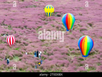 NANJING, CHINA - OCTOBER 6, 2023 - Tourists tour among pink flowers in Nanjing, Jiangsu Province, China, Oct 6, 2023. Stock Photo